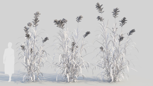 Miscanthus floridulus b