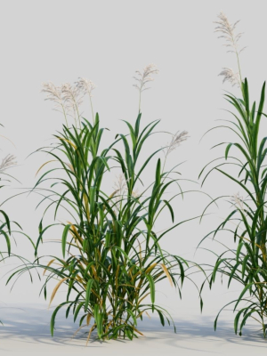 Miscanthus floridulus b