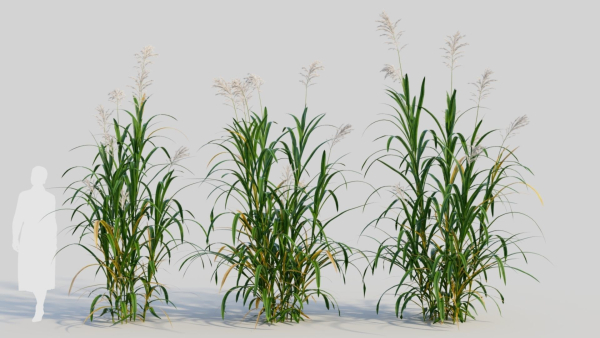 Miscanthus floridulus b