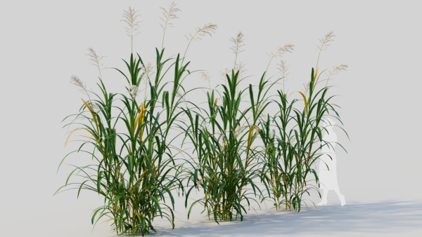 Miscanthus floridulus b