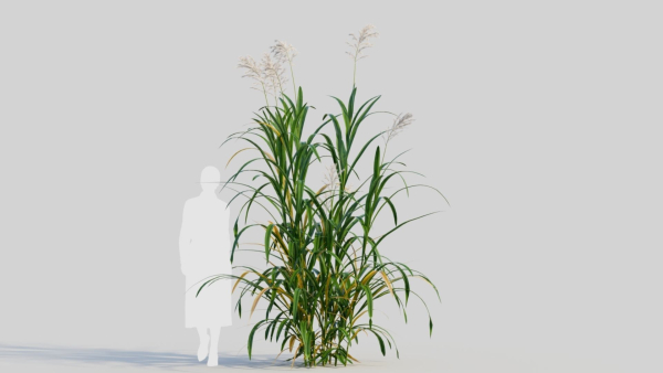 Miscanthus floridulus b
