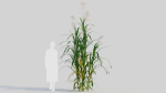 Miscanthus floridulus b
