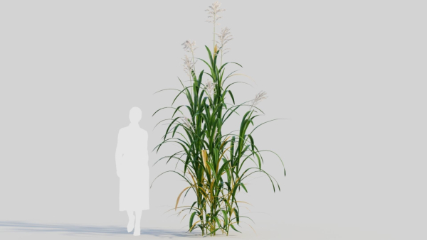 Miscanthus floridulus b