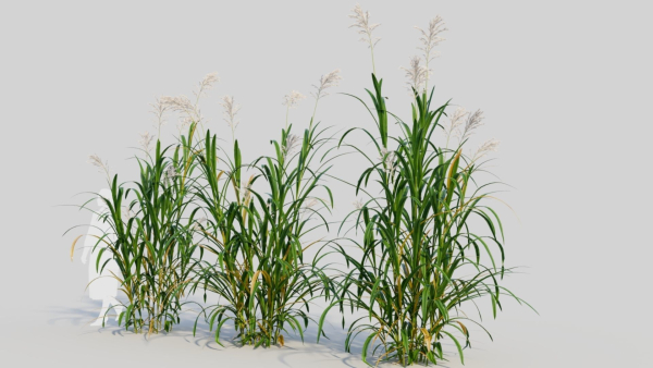 Miscanthus floridulus b