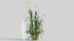 Miscanthus floridulus b