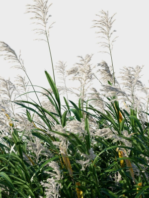 miscanthus-floridulus-b-3d-model-ea453bc2f8
