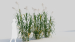 Miscanthus floridulus b