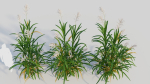 Miscanthus floridulus b
