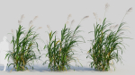 Miscanthus floridulus c