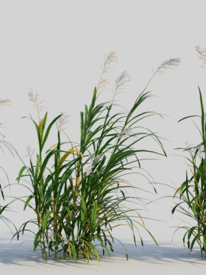 Miscanthus floridulus c