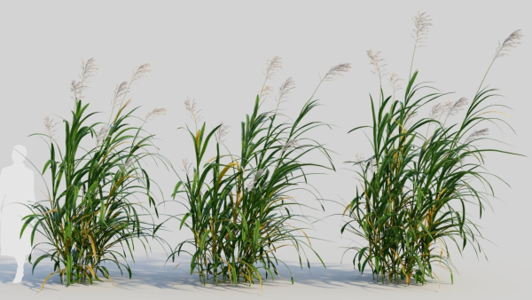 Miscanthus floridulus c