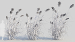 Miscanthus floridulus c