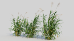 Miscanthus floridulus c