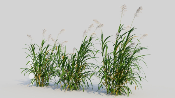 Miscanthus floridulus c