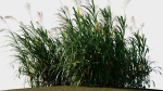 Miscanthus floridulus c