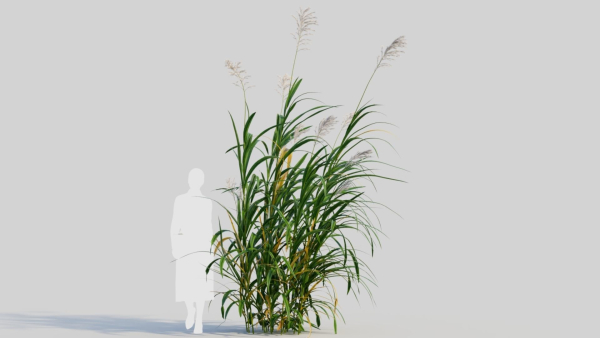 Miscanthus floridulus c