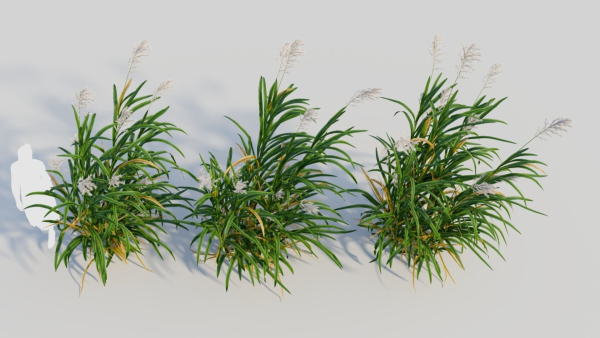 Miscanthus floridulus c