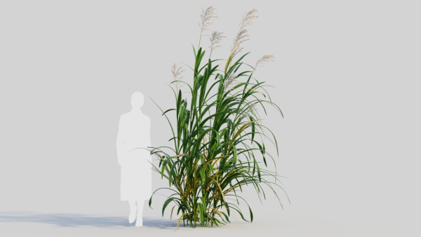 Miscanthus floridulus c