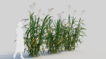 Miscanthus floridulus c