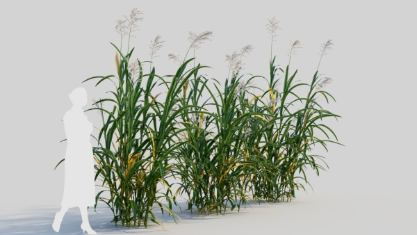 Miscanthus floridulus c