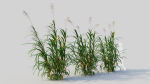 Miscanthus floridulus c