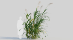 Miscanthus floridulus c