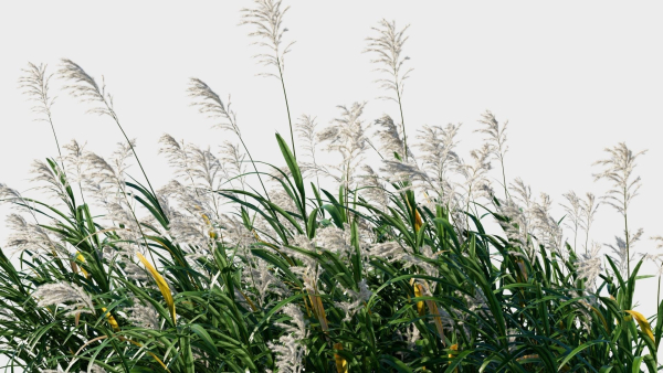 Miscanthus floridulus c