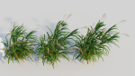Miscanthus floridulus d