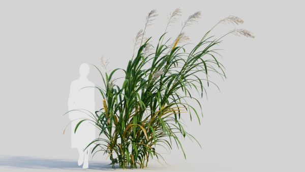 Miscanthus floridulus d
