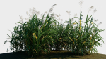 Miscanthus floridulus d
