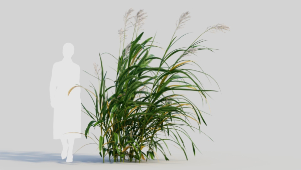 Miscanthus floridulus d