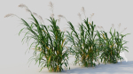 Miscanthus floridulus d