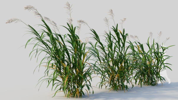 Miscanthus floridulus d