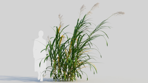 Miscanthus floridulus d