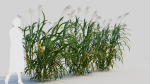Miscanthus floridulus d