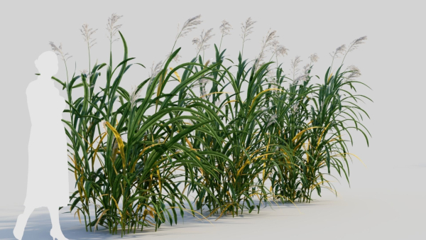 Miscanthus floridulus d