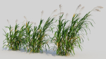 Miscanthus floridulus d