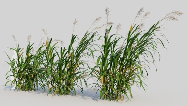 Miscanthus floridulus d