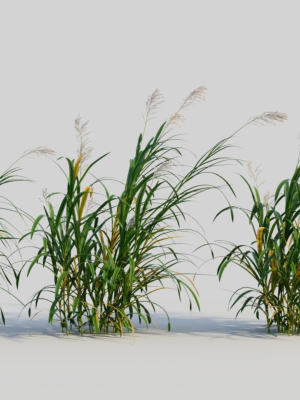 Miscanthus floridulus d