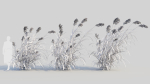 Miscanthus floridulus d