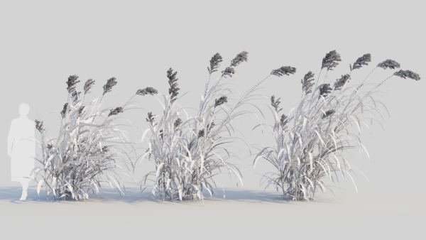 Miscanthus floridulus d