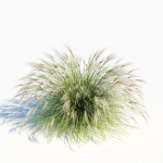 Miscanthus Sinensis