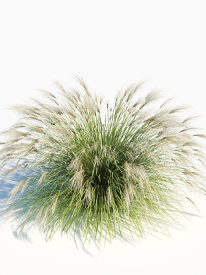 miscanthus-sinensis-3d-model-max-bip-obj-mtl-fbx