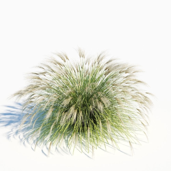 Miscanthus Sinensis