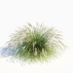 Miscanthus Sinensis