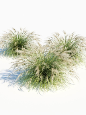 Miscanthus Sinensis
