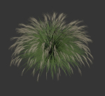 Miscanthus Sinensis