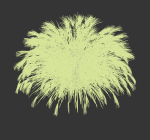 Miscanthus Sinensis