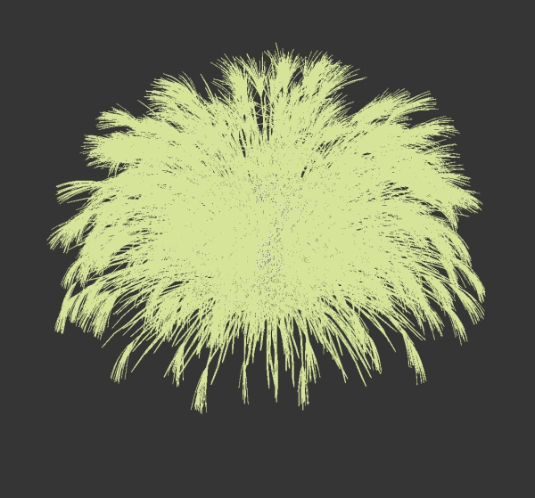 Miscanthus Sinensis