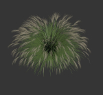 Miscanthus Sinensis